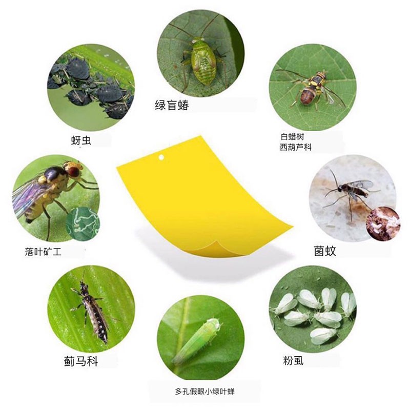 速发黄板双马粘虫板诱虫蓝板纸贴黄色灭小飞虫蝇果沾粘板果园蓟面