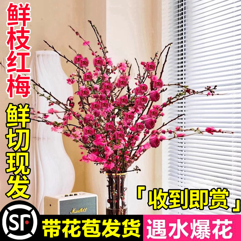 速发红梅水培植物干卉雪柳水养枝梅花鲜枝珍珠李室内厅客绿植盆栽