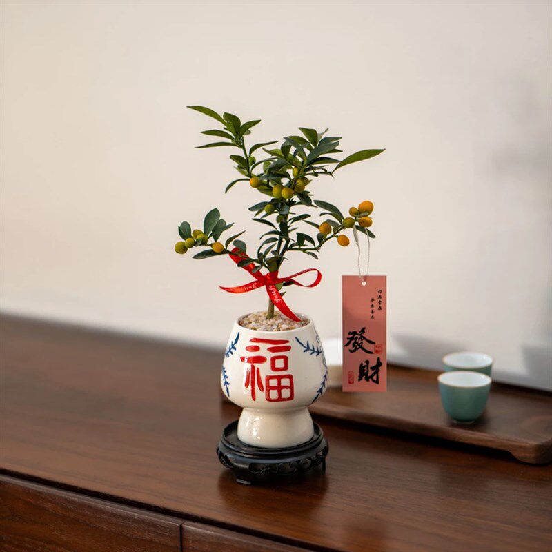 速发小花豆盆栽带果冬季客寒植物绿植耐厅办公室金卉室内好养易打