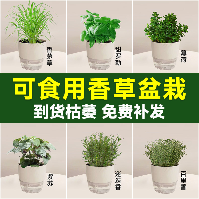 速发薄荷迷迭香百香香罗勒叶香盆紫苏可食用驱蚊绿植里草香料食叶