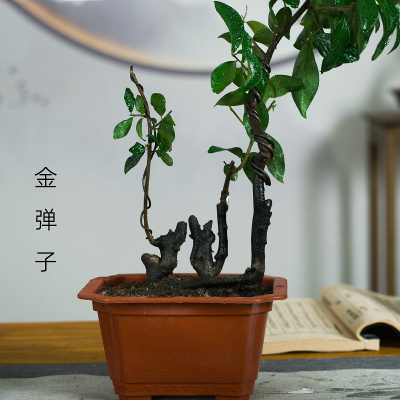 四川金掸子造型盆景桌面绿植观果客厅办公室好Q养提根小品植物盆