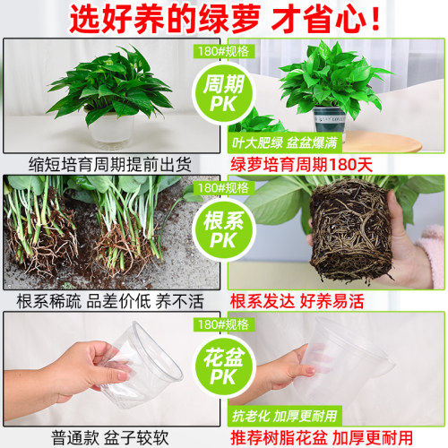 【保温发货】绿萝盆栽室内植物绿罗新房家用水培长藤大.叶绿植绿