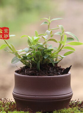 铁皮石斛苗 种苗红杆驯化苗  2年驯G化苗绿植 【紫砂盆栽】包邮