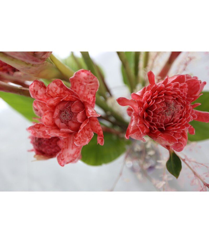 瓷玫瑰稀有植物花卉  火炬姜x 鲜切花 盆栽庭院观花袋苗分根苗观