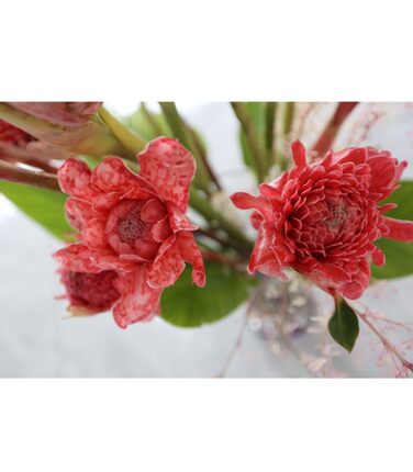 瓷玫瑰稀有植物花卉  火炬姜x 鲜切花 盆栽庭院观花袋苗分根苗观
