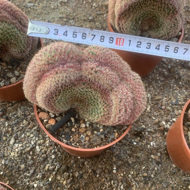 红太阳缀化仙人球k稀有品种开花多肉植物盆栽花卉仙人掌小型绿植,鲜花速递/花卉仿真/绿植园艺,多肉植物,淘宝优惠券,粉丝福利购,淘宝优惠卷