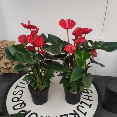 红掌小娇  小型全红色火鹤花卉N绿植盆栽可水培耐阴