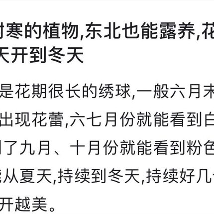 圆锥绣球  香草草莓 4-7 A年以上的老桩 耐热耐寒,很好养殖