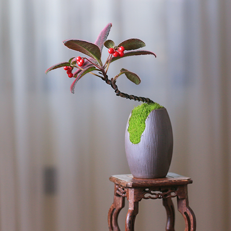 虎舌红盆栽桌面创意造型盆景室内C客厅观果绿植带果耐寒植物好养