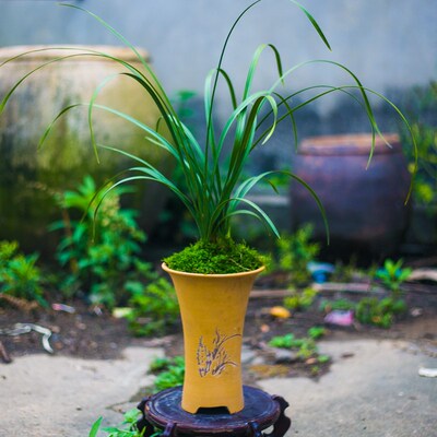 【大一品】兰花苗蕙o兰浓香型花卉盆栽植物名贵兰花苗花卉兰草国