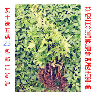 浙江紫藤三叶青种苗 三叶青v苗 带根苗带葫芦苗 金线吊葫芦苗植物