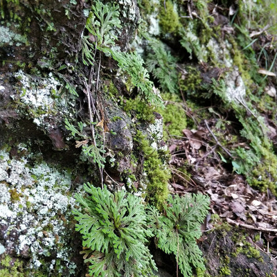 假山造景绿植卷柏菖蒲盆景吸水石植物岩柏不O死草盆景猫耳朵苦苣