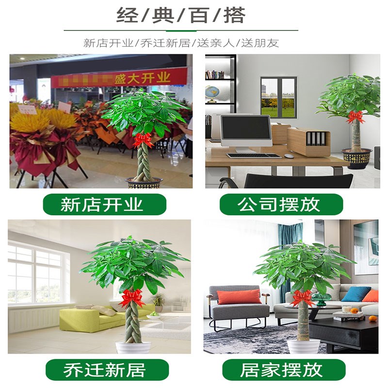 发财树大棵客厅大盆栽p单杆独杆五辫子大型绿植室内乔迁开业植物