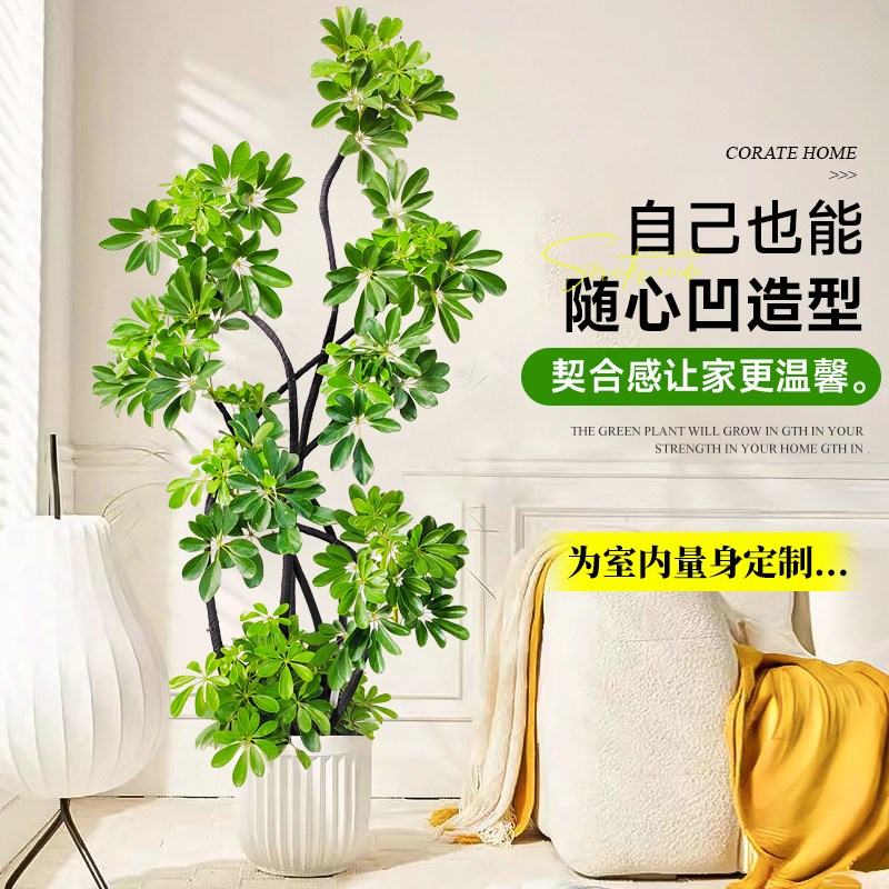 鸭脚木客厅大盆栽绿植室内大型高级感落地大号P鸭掌木真花四季好