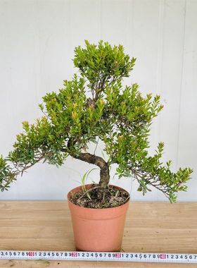 名贵小叶紫檀盆景红芽五彩赤x楠黑骨茶树桩黑檀紫檀木四季常青盆