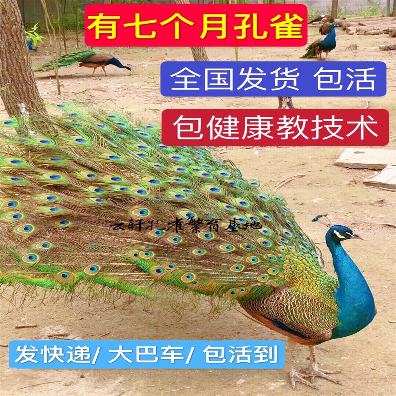速发孔雀幼崽 孔赏鸟 包活 量大雀邮 活物蓝观包开屏公母小苗