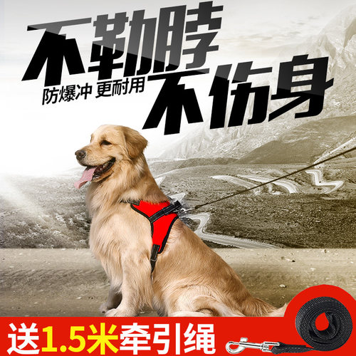 速发小链子狗型中不犬金毛大型犬狗绳拉型拉多项圈狗胸背带