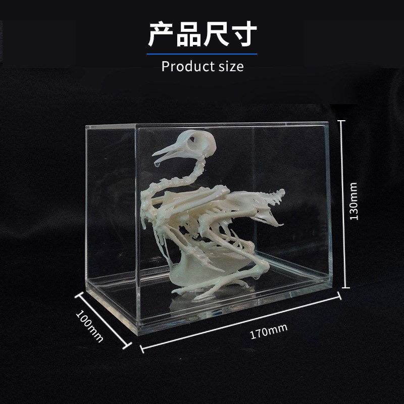 速发J40鸽骨骼标本 中学生物实验器材 初中生物标本 教学仪器