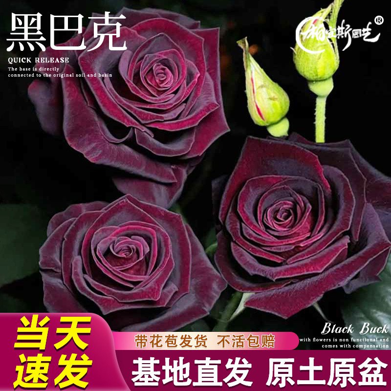 速发季花克月季玫瑰巴苗盆栽灌木老桩庭院多黑开花丝绒暗红色花卉