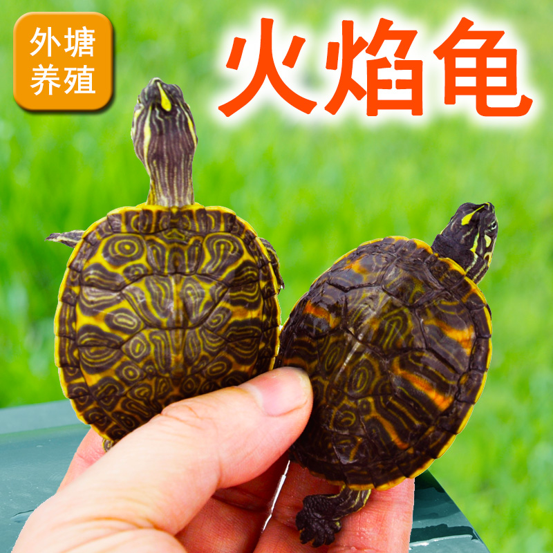 速发精品龟火焰龟乌龟活物吃水龟龟观赏龟深菜人冷水乌龟龟工繁育