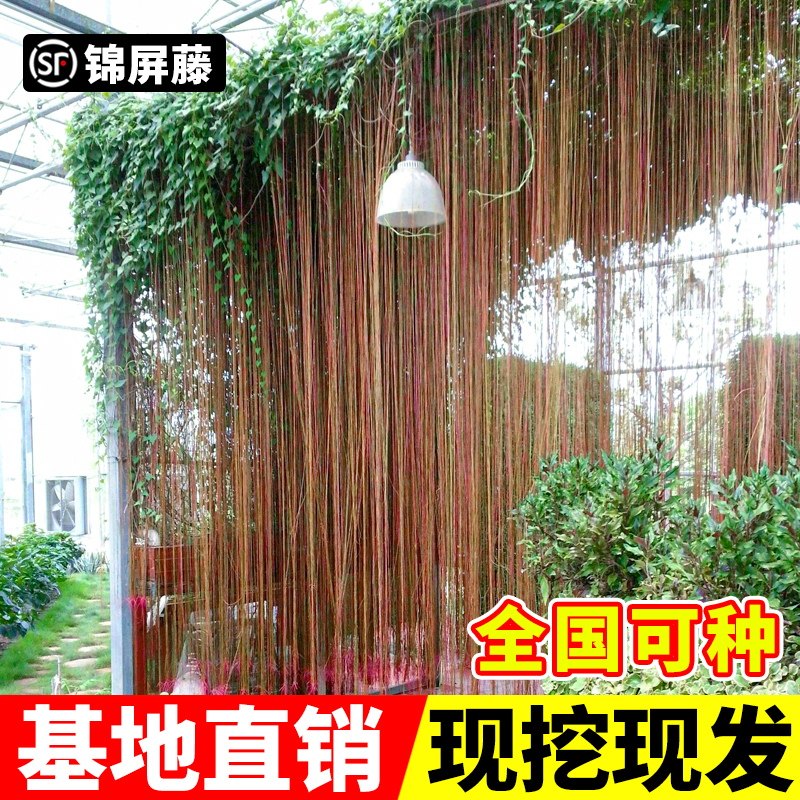 速发锦帘藤爬藤植物一帘幽梦苗楼援藤蔓地榕珠屏藤苗富贵帘种攀顶