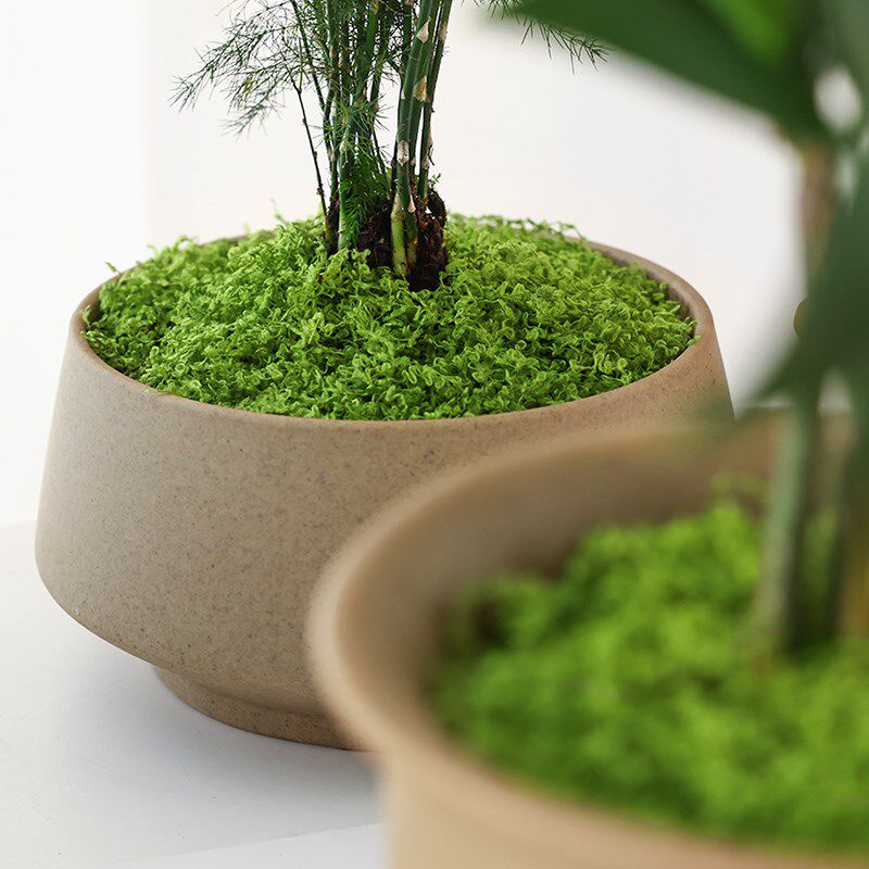 速发仿真苔藓草皮仿生人造假青苔微景观布置摆件草坪盆景盆栽铺面