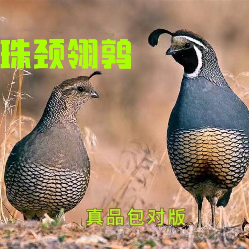 速发珠颈翎鹑彩蛋观赏鸟种鹑鸡种蛋翎鹑受精蛋家庭受精蛋