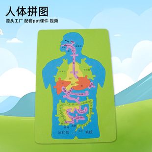 手工DIY人体消化系统内脏拼图EVA模型益智科学实验科技小制作发明