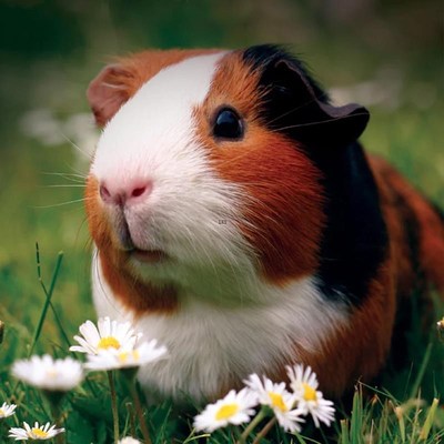 速发泰国小香猪猪猪迷你活物猪家养小型萌宠幼崽粉猪