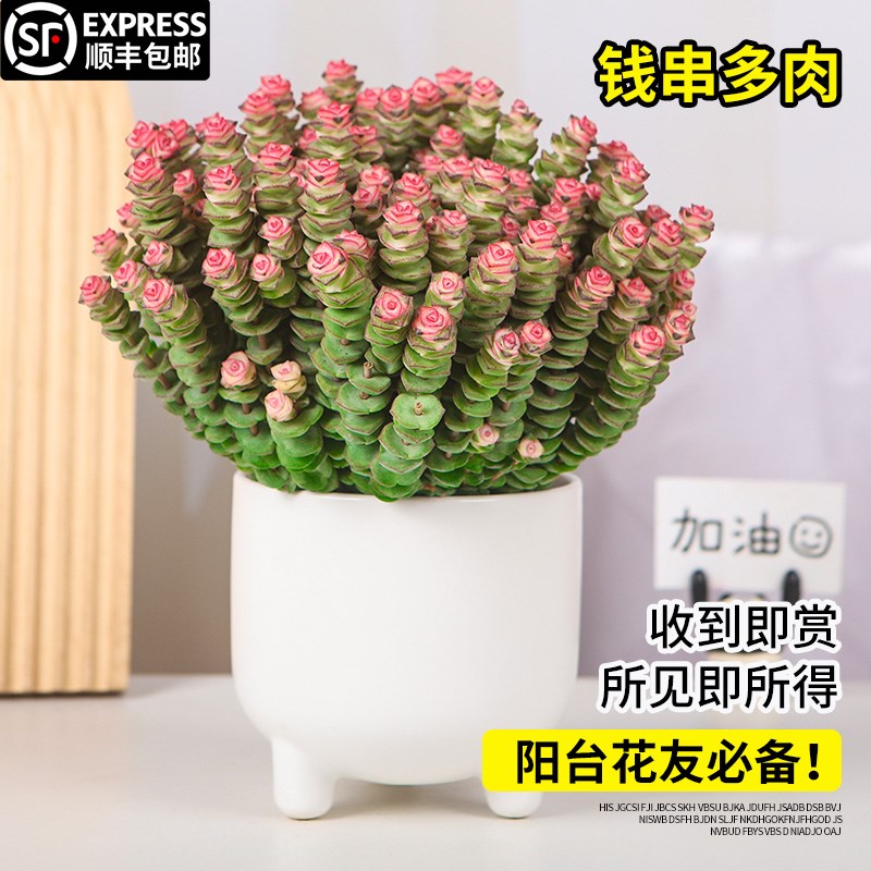 速发钱串子植物多肉盆栽办公室桌面好养观叶花卉多头老桩四季好养