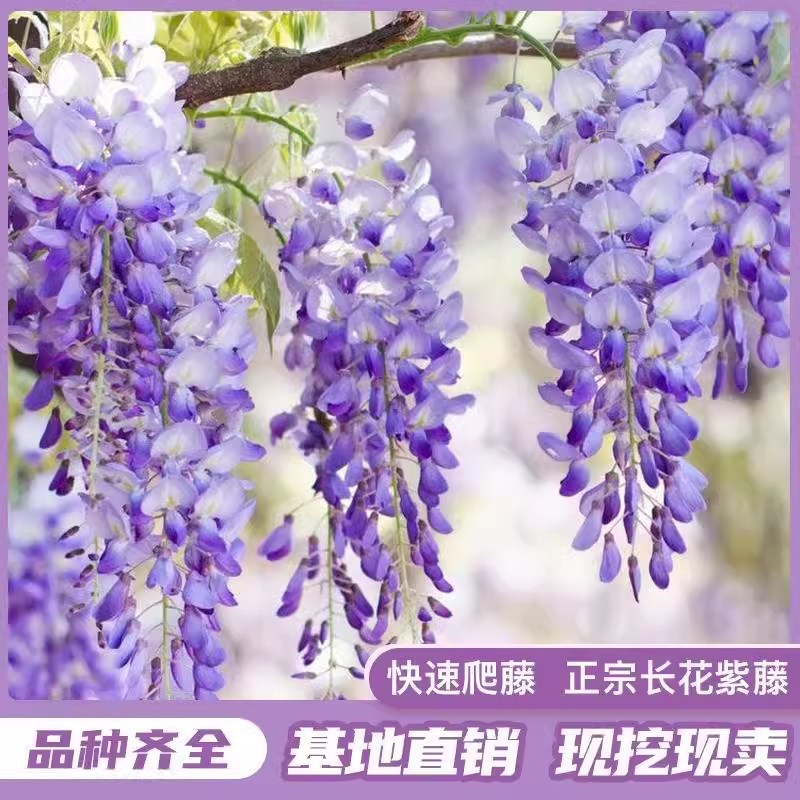 现货紫藤花爬藤植物多花紫藤萝花苗庭院造景地栽老V桩耐寒耐冻花