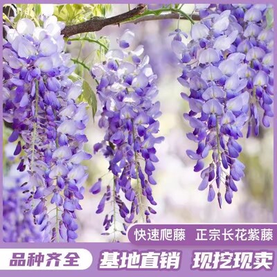 现货紫藤花爬藤植物多花紫藤萝花苗庭院造景地栽老V桩耐寒耐冻花