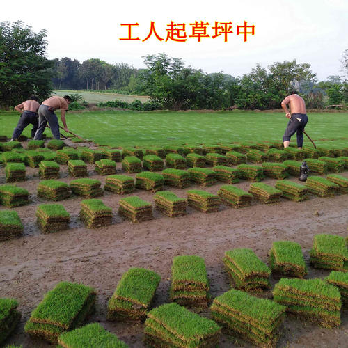 新款草坪真草带泥土剪股颖u花园绿化庭院四季青草皮耐寒马尼拉果