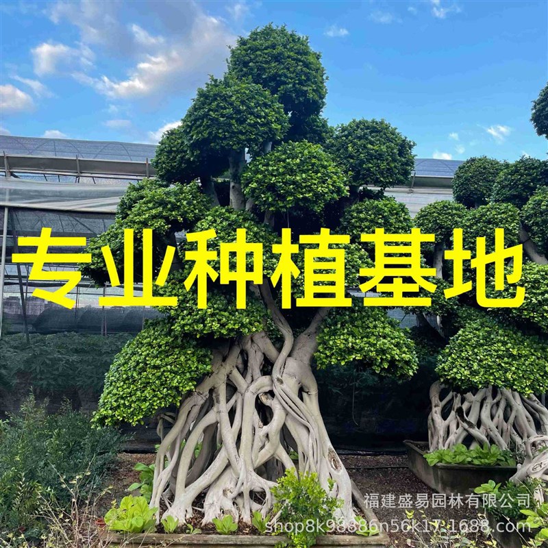 速发重庆造型小叶榕桩头 全冠细叶榕价格榕树盆景 广西小叶榕桩景