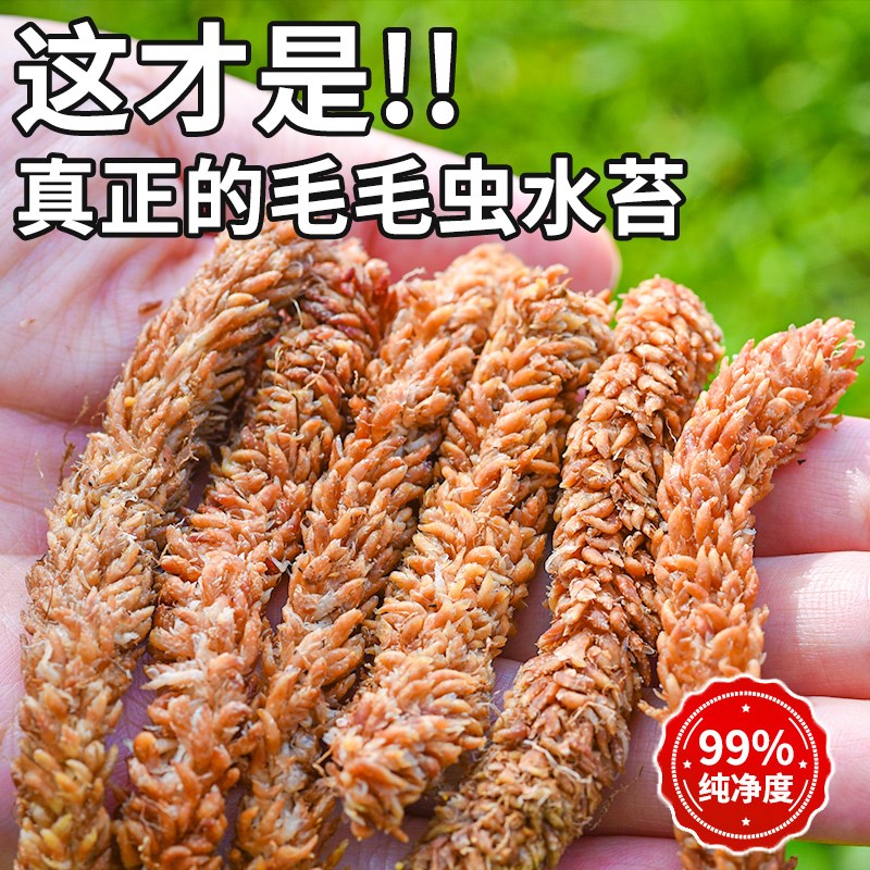 现货速发智利毛毛虫水苔蝴蝶兰植物兰科营养土七星高品质爬宠介质