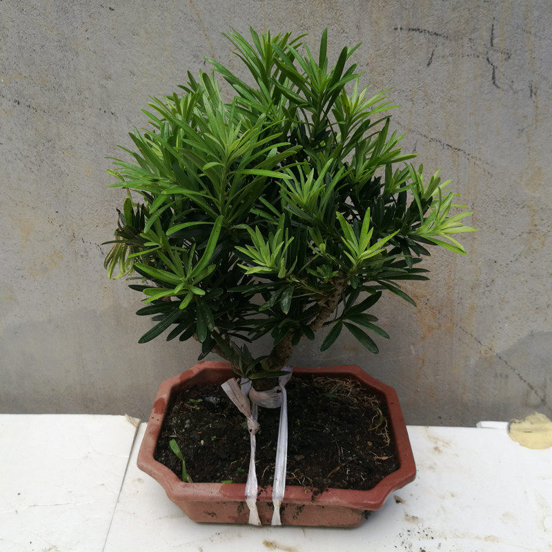 原生小叶雀舌罗汉松盆景 素材苗四季常I青盆栽绿植阳台办公室植物
