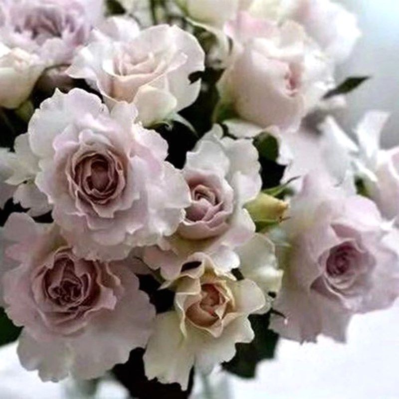 莎菲天使玫瑰月季花苗稀有新品日月河本纯子白Q色淡紫灌木浓香切,鲜花速递/花卉仿真/绿植园艺,月季/蔷薇/玫瑰,淘宝优惠券,粉丝福利购,淘宝优惠卷