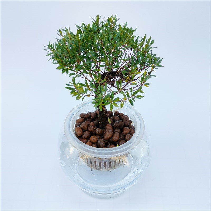 水培小叶赤楠造型盆景老桩A水养室内办公室好养绿植盆栽