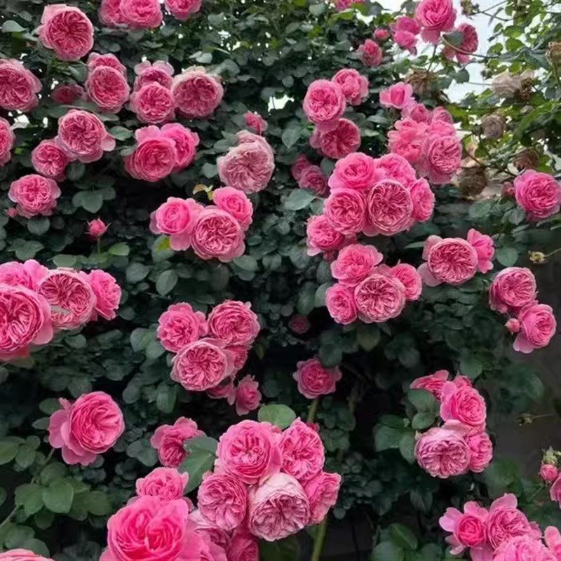 粉色达芬奇藤本月季花苗盆栽特大花浓香四季阳台庭院Y花卉植物粉