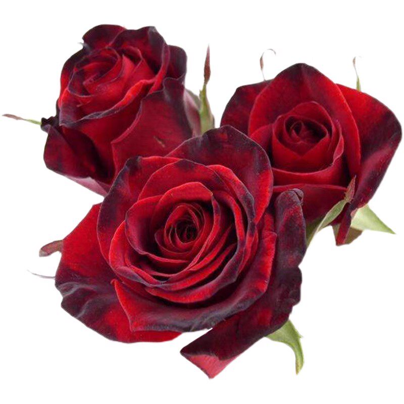 黑魔术月季花苗四季盆栽玫瑰开花特大花藤本花树蔷薇Y爬藤欧月小,鲜花速递/花卉仿真/绿植园艺,月季/蔷薇/玫瑰,淘宝优惠券,粉丝福利购,淘宝优惠卷