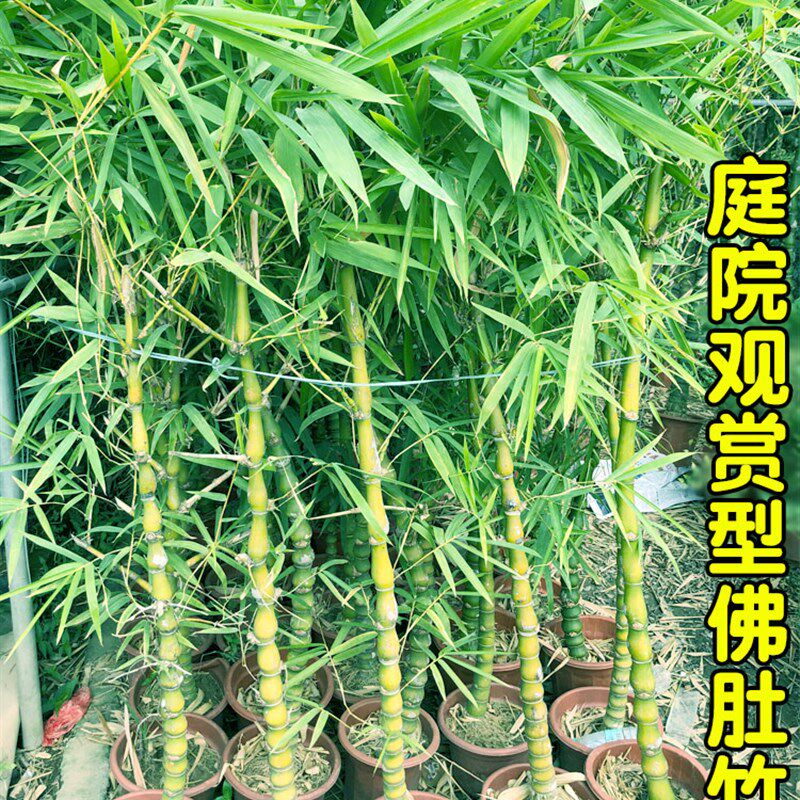 佛肚竹盆栽佛竹罗汉竹小型矮化盆景葫芦竹阳台室内观赏Y绿植竹子