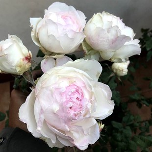 佩尔朱克月季花苗盆栽特大花浓浓果香味四季常开花卉阳Y台花园植