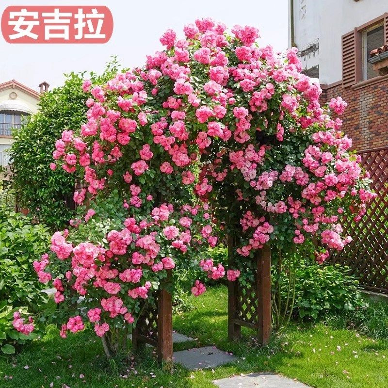 安吉拉藤本月季花大苗盆栽丰花多头阳台庭院爬藤蔷V薇花苗四季开,鲜花速递/花卉仿真/绿植园艺,月季/蔷薇/玫瑰,淘宝优惠券,粉丝福利购,淘宝优惠卷