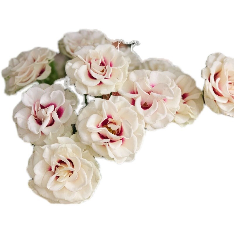 铃兰家   桥边之约 s荷兰超新品花园VIP双色玫瑰花苗盆栽浓香