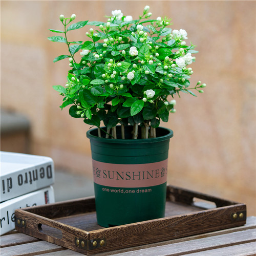 茉莉花盆栽室e内阳台室外庭院四季开花好养植物花卉浓香型带花苞