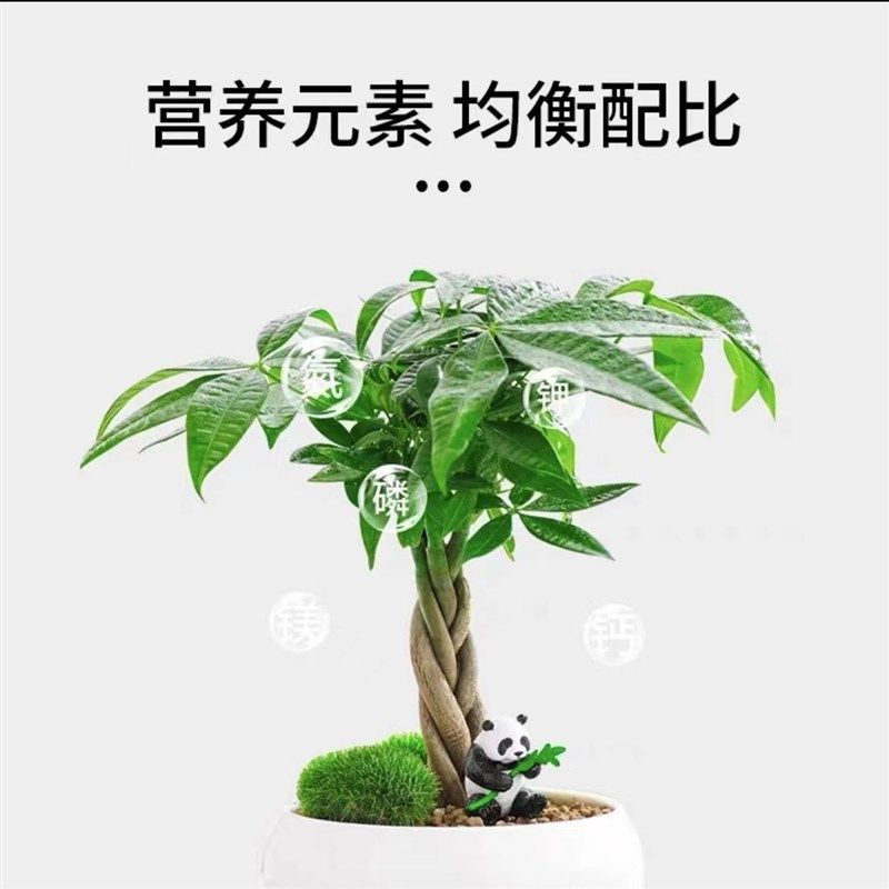 植物营养棒【一插就好】爆根生根兰花肥料专O用肥花卉盆栽肥料专,鲜花速递/花卉仿真/绿植园艺,家庭园艺肥料,淘宝优惠券,粉丝福利购,淘宝优惠卷