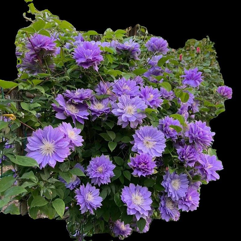 【中国红】1.5加仑铁线莲阳台庭院地载盆栽爬藤花卉W植物四季开花,鲜花速递/花卉仿真/绿植园艺,绣球/木绣球/木本植物,淘宝优惠券,粉丝福利购,淘宝优惠卷