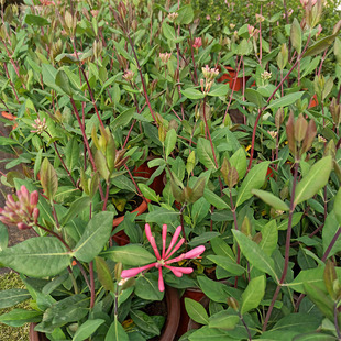金银花盆栽 庭院阳台楼顶绿植爬藤植物花卉芳香开V花净化空气提神