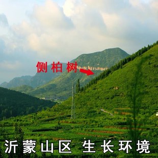 沂蒙山野生柏树籽侧柏子柏壳子柏籽壳枕头枕芯填充物柏壳枕头助眠