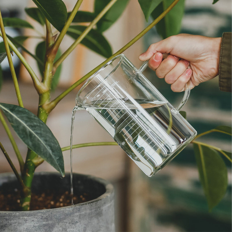 高硼硅耐热家庭园艺透明玻璃洒水壶浇花家用1L带刻度计量杯带手柄,鲜花速递/花卉仿真/绿植园艺,洒水/浇水壶,淘宝优惠券,粉丝福利购,淘宝优惠卷